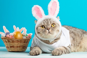 Cat pretending to be the Easter Bunny